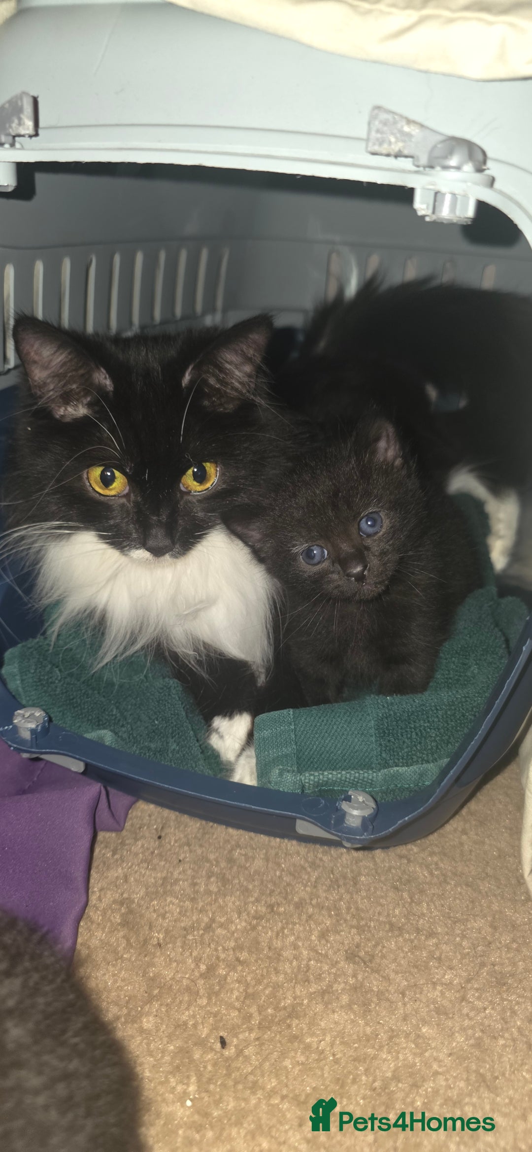 British Shorthair cats for sale: 2 tuxedo and 2 all black kittens for sale  - Image 6