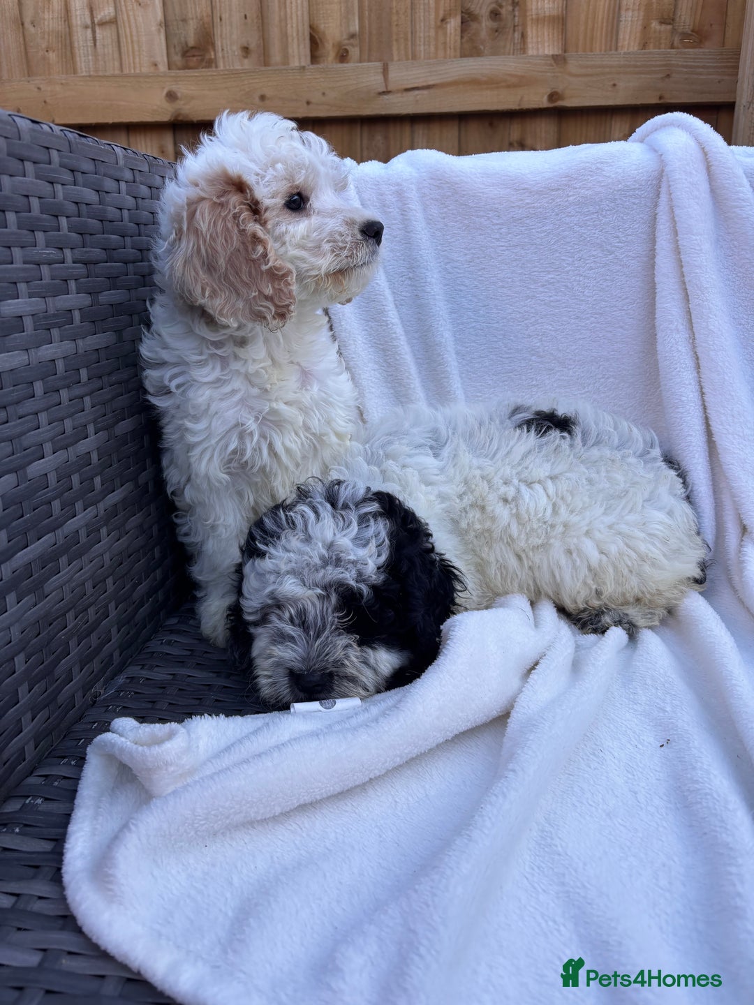 Cockapoo dogs for sale: F1 toy cockapoo puppies - Image 3