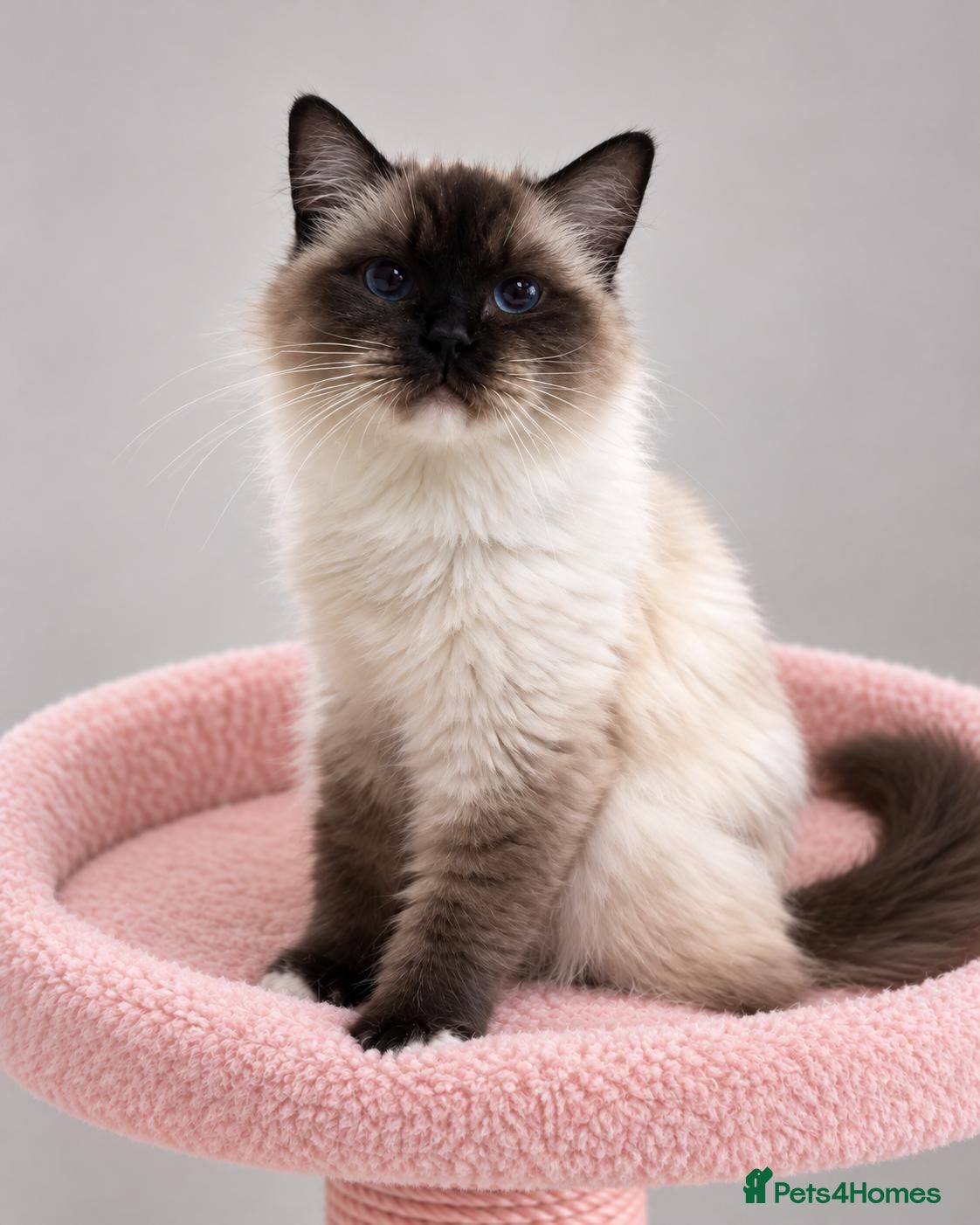 Ragdoll cats Stunning Seal Point/Mitted Ragdoll Female - Advert 1