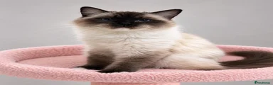 Ragdoll 1