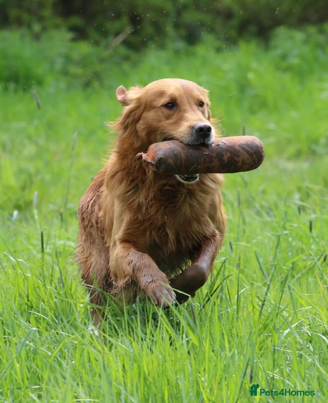 Golden Retriever dogs for sale: EXTENSIVELY HEALTH TESTED FOX RED. - Advert 2