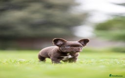 French Bulldog dogs for sale: French Bulldogs ready to leave - Image 8