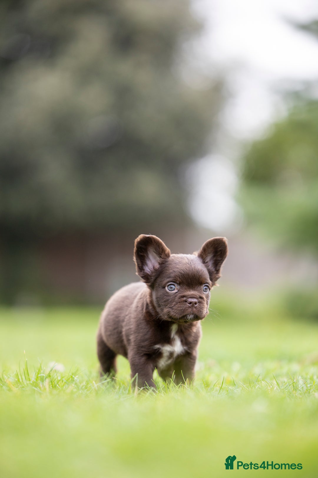French Bulldog dogs for sale: French Bulldogs ready to leave - Image 8