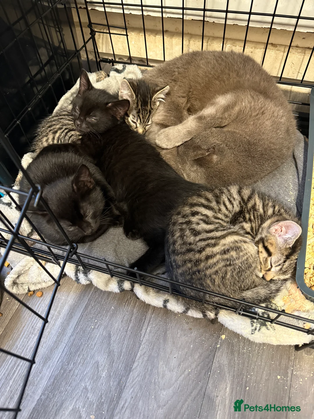 Mixed Breed cats for sale: 12 week old kittens  - Advert 6