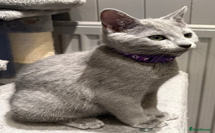 Russian Blue cats - Advert 1