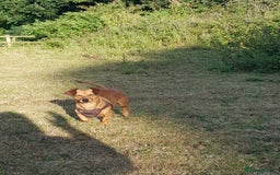 Mixed Breed dogs for sale: Dachshund x Chihuahua - Looking for a New Home - Image 2