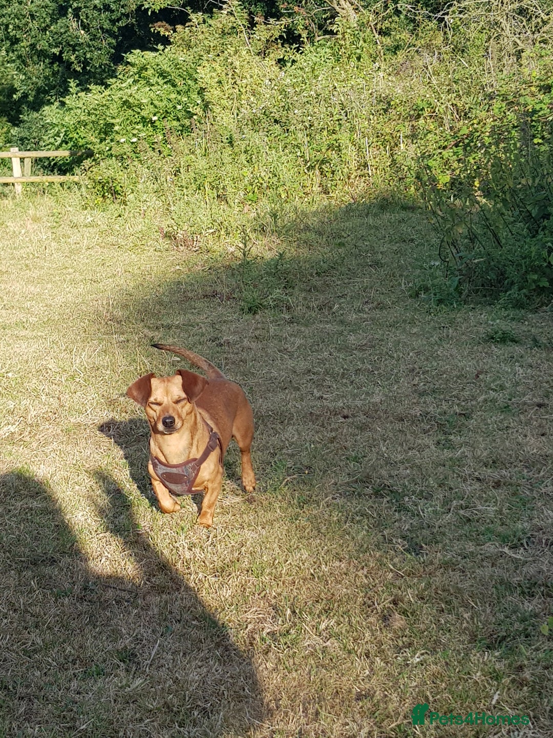 Mixed Breed dogs for sale: Dachshund x Chihuahua - Looking for a New Home - Image 2