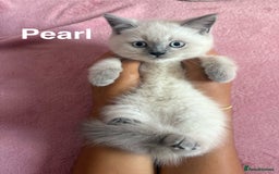 British Shorthair cats for sale: BSH Blue, White rare, Cream, Grey adorable kittens - Image 1
