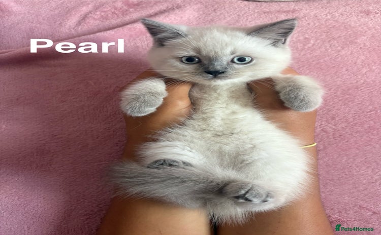 British Shorthair cats - Advert 1