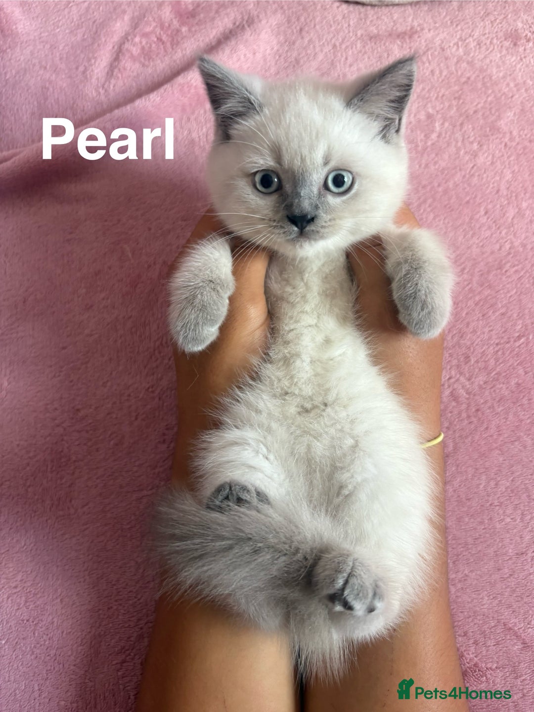 British Shorthair cats for sale: BSH Blue, White rare, Cream, Grey adorable kittens - Image 1