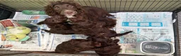 Cockapoo dogs for sale: Gorgeous Cockapoo puppies - Advert 10