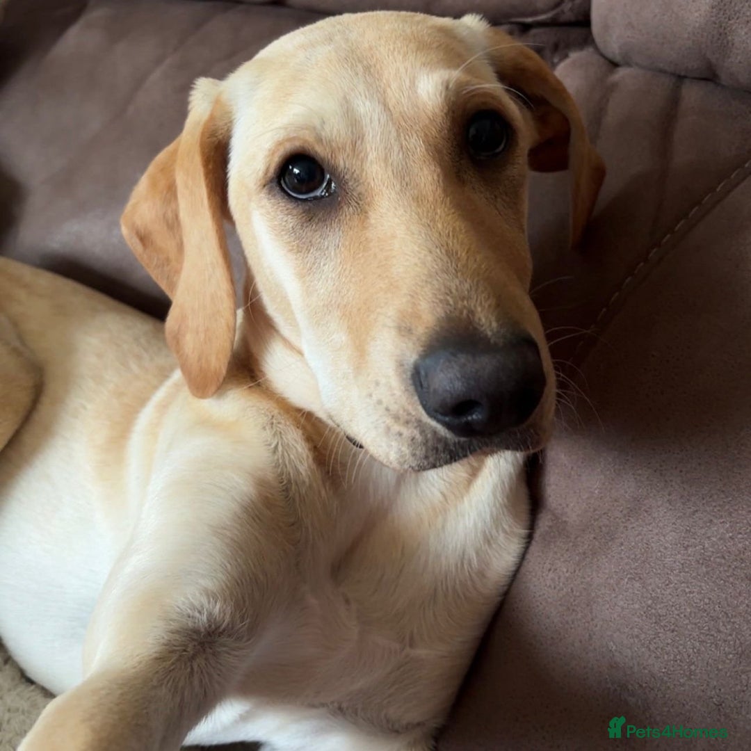 Mixed Breed dogs for adoption: Sika (Labrador/Pointer mix) - Image 6