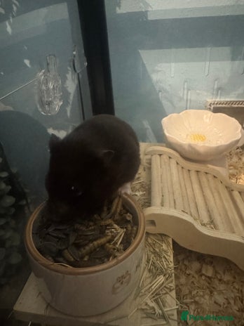 Hamster rodents - Advert 10