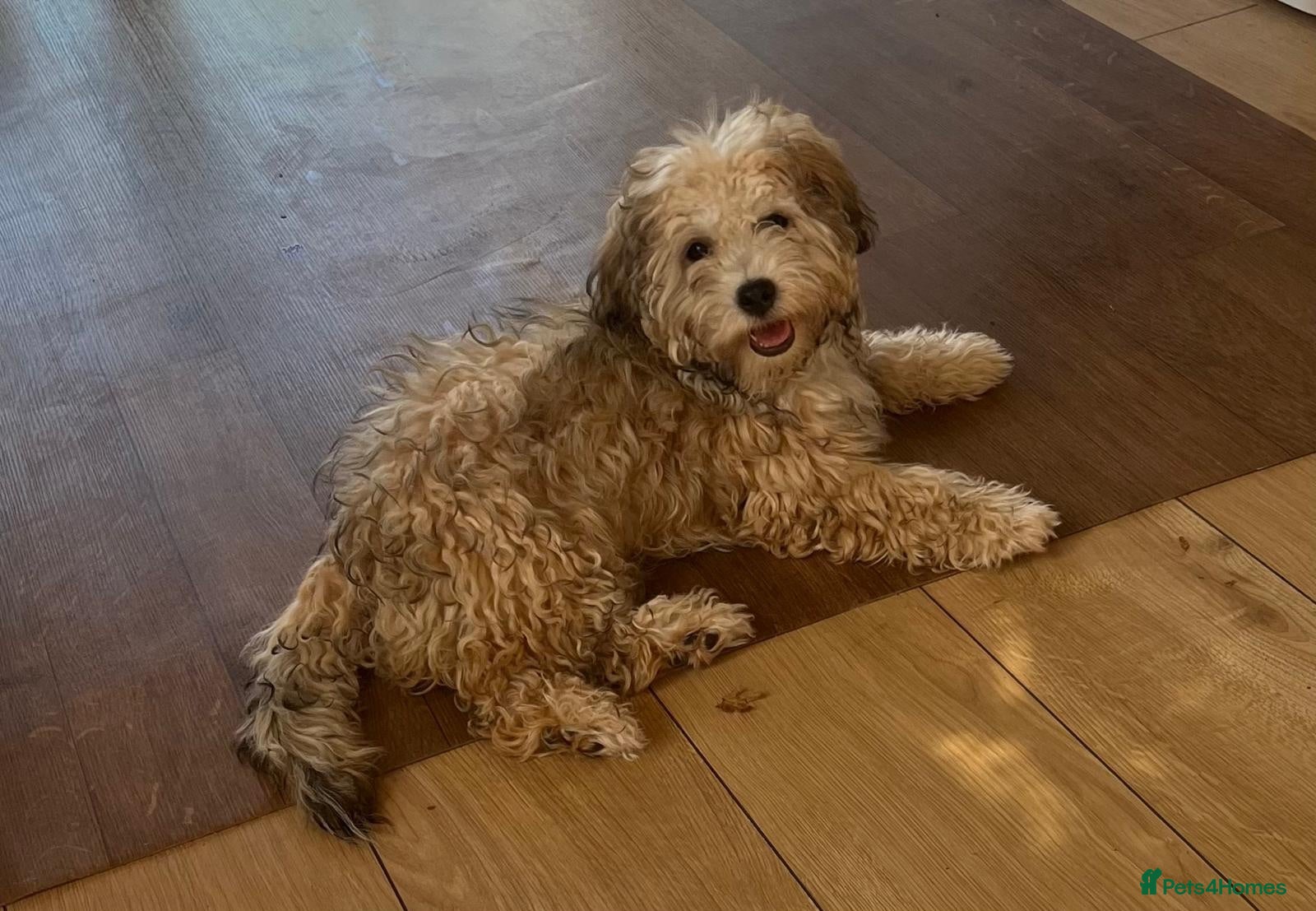 Yochon dogs Beautiful 4 month old male Yochon puppy for sale  - Advert 3