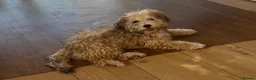Yochon dogs for sale: Beautiful 4 month old male Yochon puppy for sale  in London - Advert 1