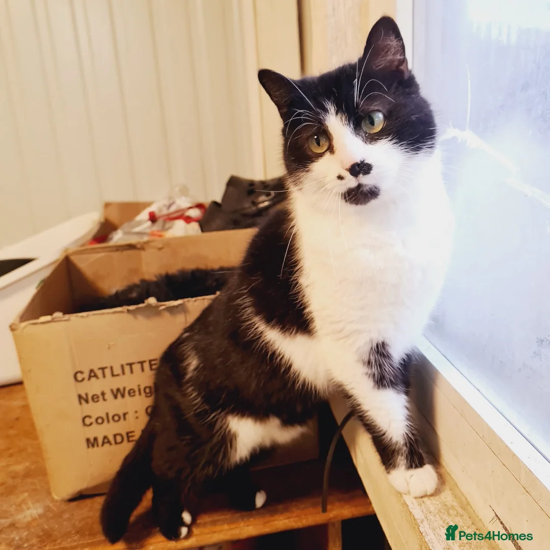 Mixed Breed cats for adoption: 🐾 JOHNNY 🐾 - a Lovely Cat for a Loving Home - Advert 2