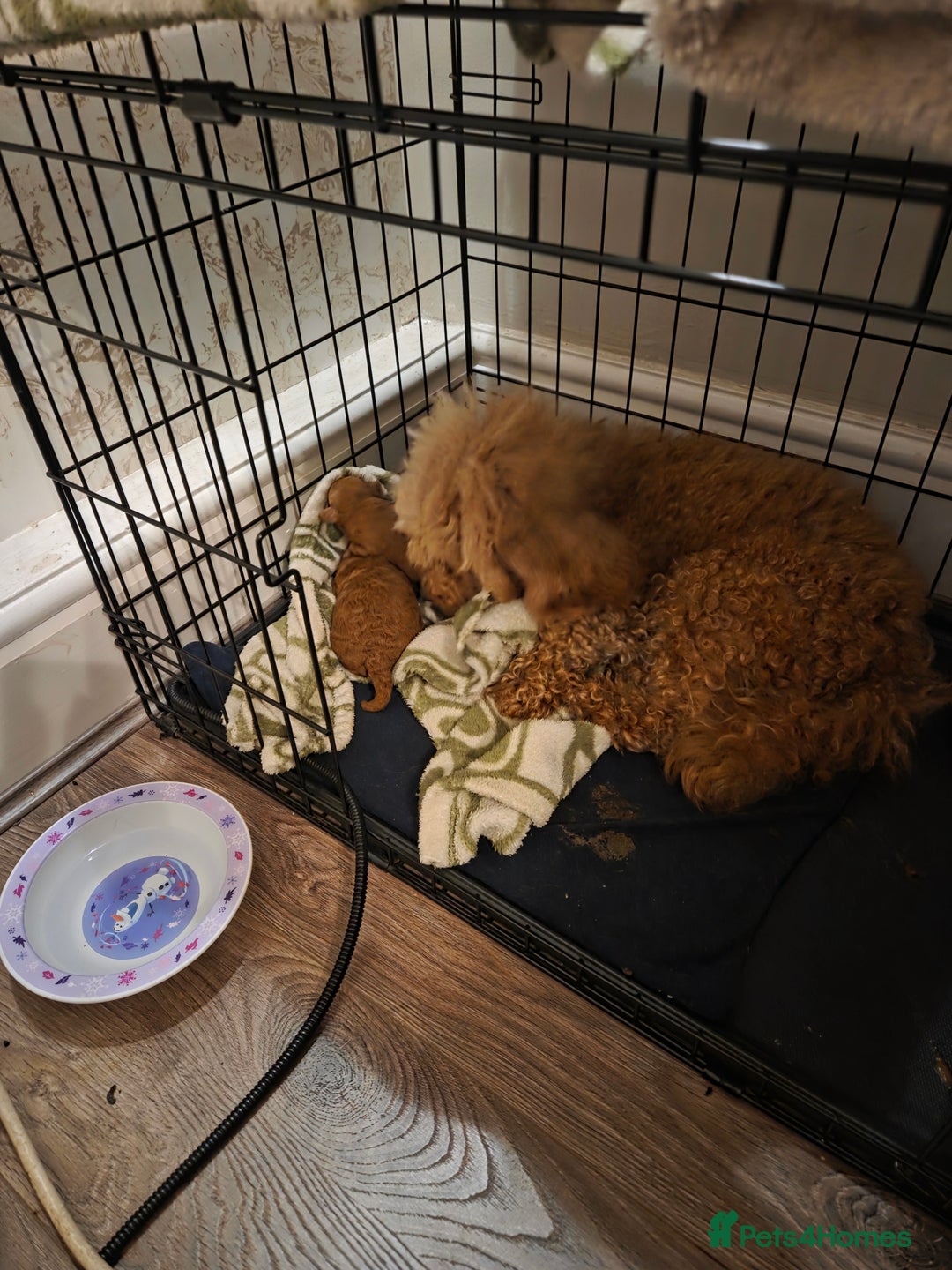 Toy Poodle dogs for sale: Excellent toy poodles! Fox red!  - Advert 7