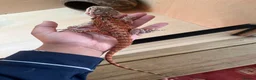 Bearded Dragon reptiles for sale: Juvenile Bearded Dragon  - Advert 3