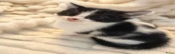 Mixed Breed cats for sale: Kittens available now  - Advert 9
