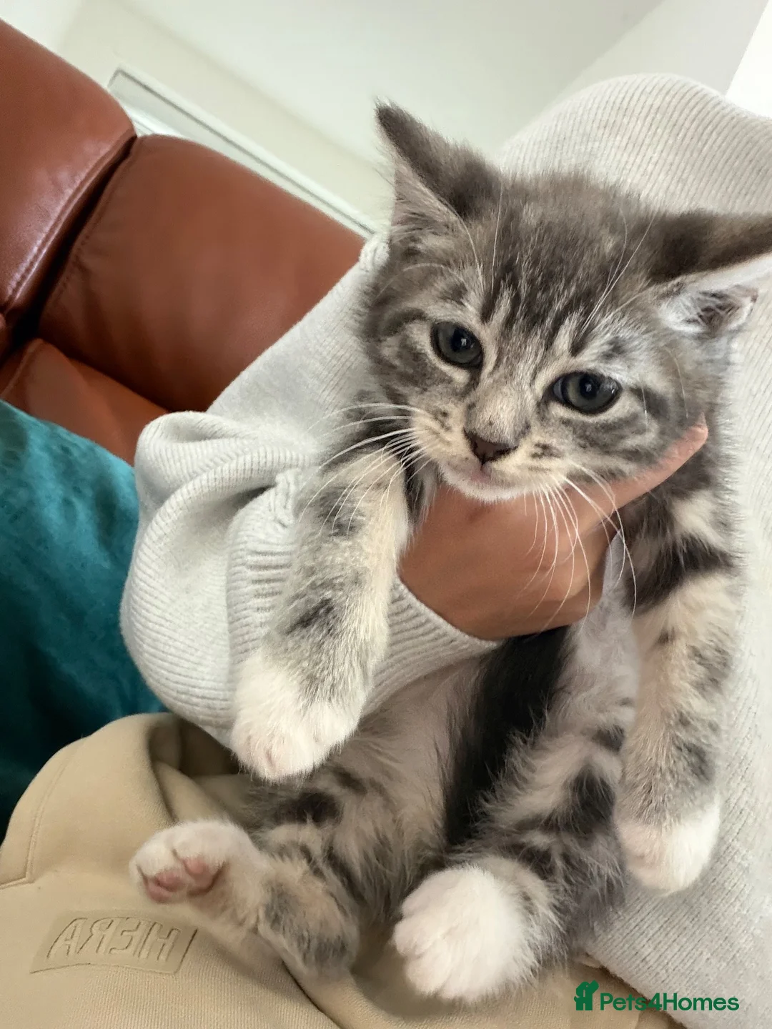 Mixed Breed cats for sale: 3 boy kittens ready to leave now  - Advert 2