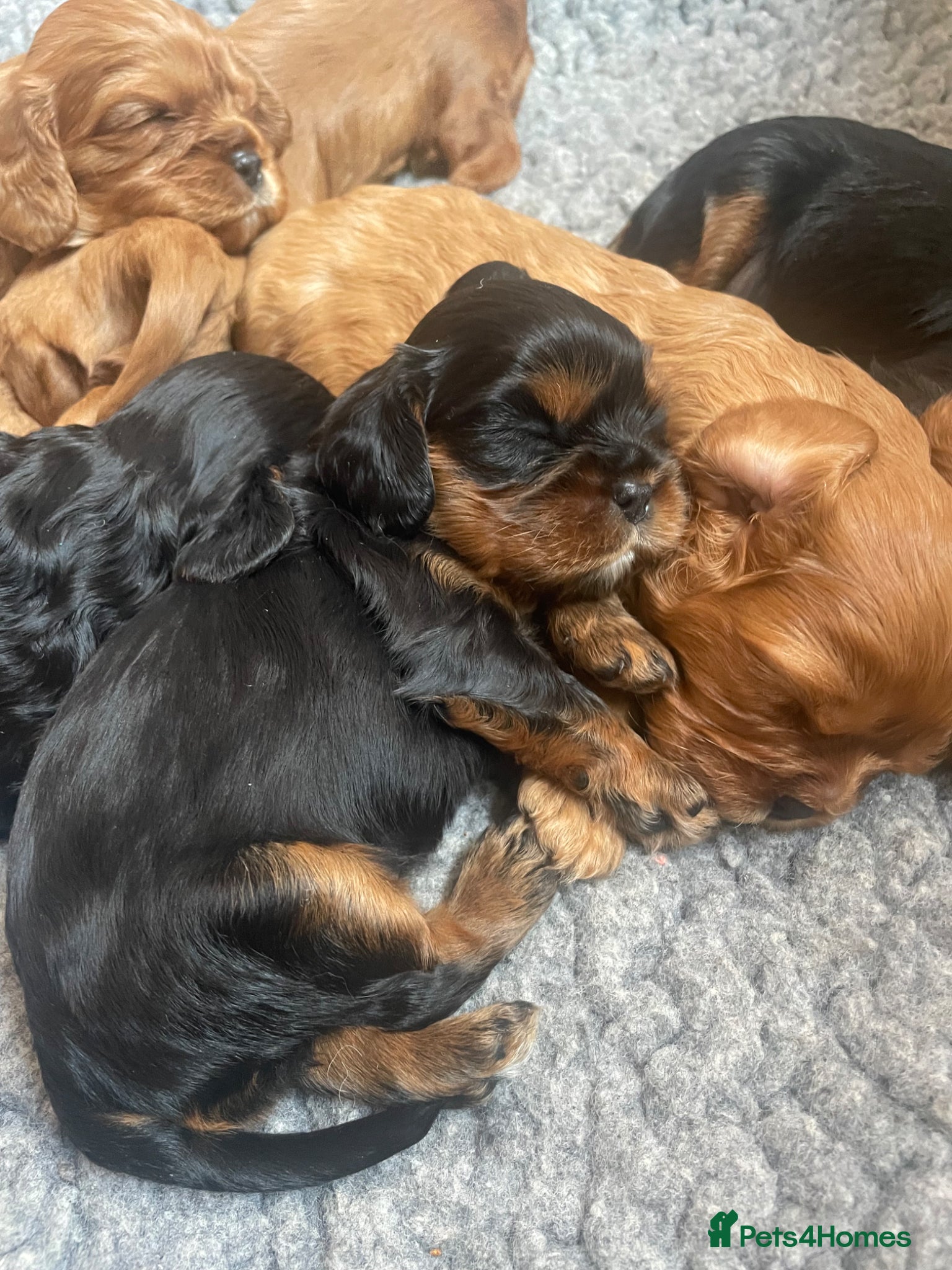 Cavalier King Charles Spaniel dogs for sale: King Charles cavalier babies  - Advert 23