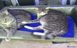 Mixed Breed cats for sale: Be quick with deposit  - Image 3
