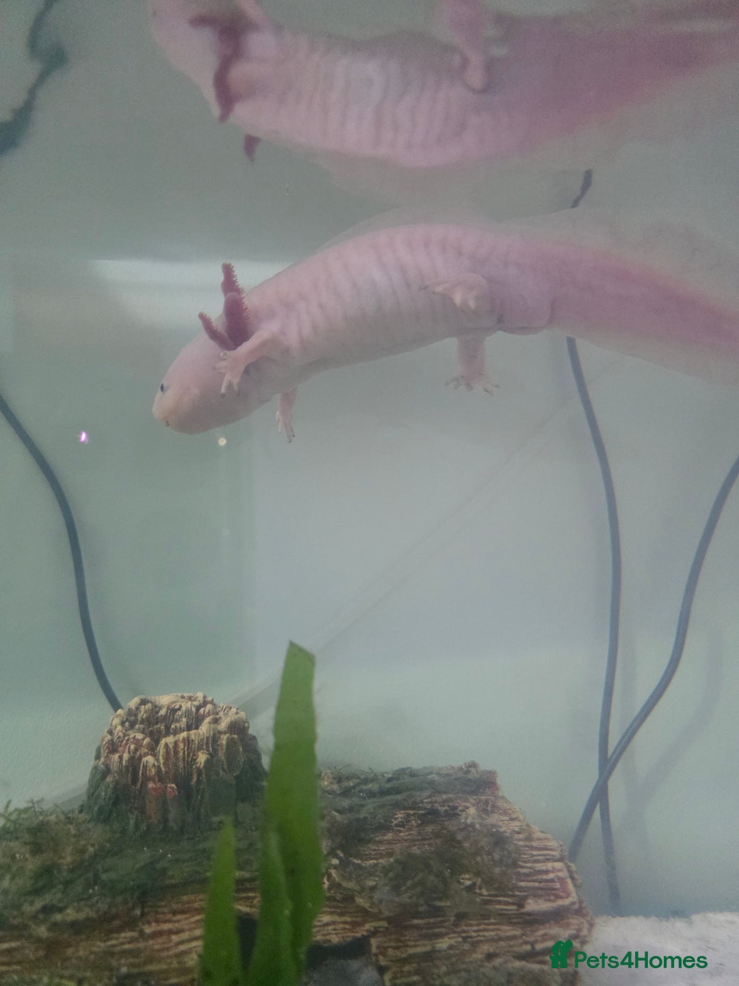 Axolotl reptiles for sale: Axolotl  - Advert 3