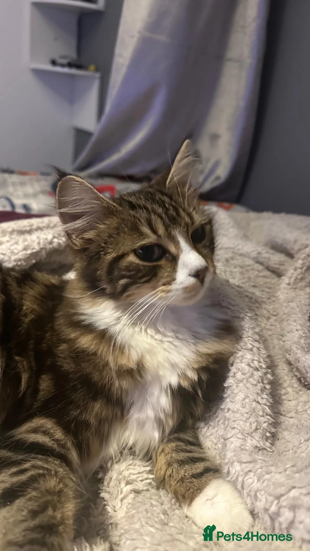 British Shorthair cats for sale: Cat for sale - Advert 4