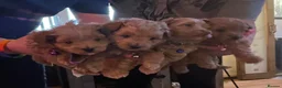 Pomapoo dogs for sale: Fabulous  pomapoo puppies  - Advert 2