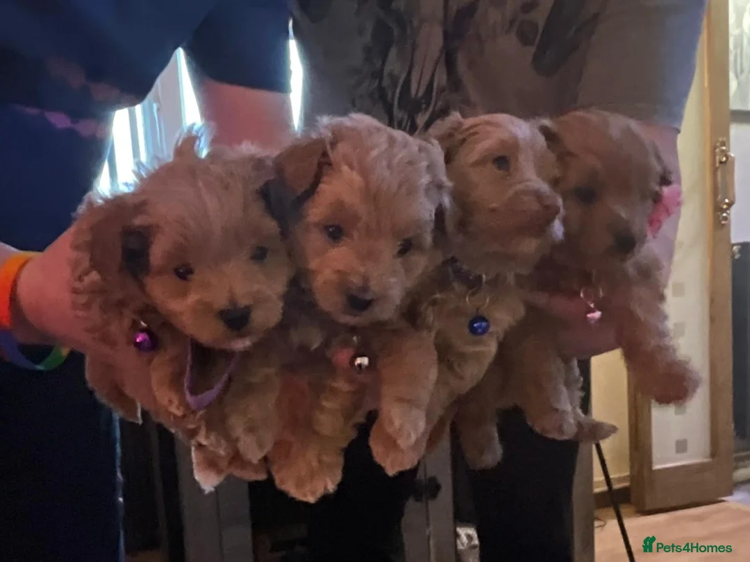 Pomapoo dogs for sale: Fabulous  pomapoo puppies  - Advert 2