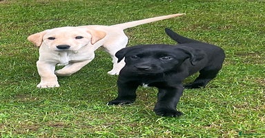 Labrador Retriever dogs - Advert 11