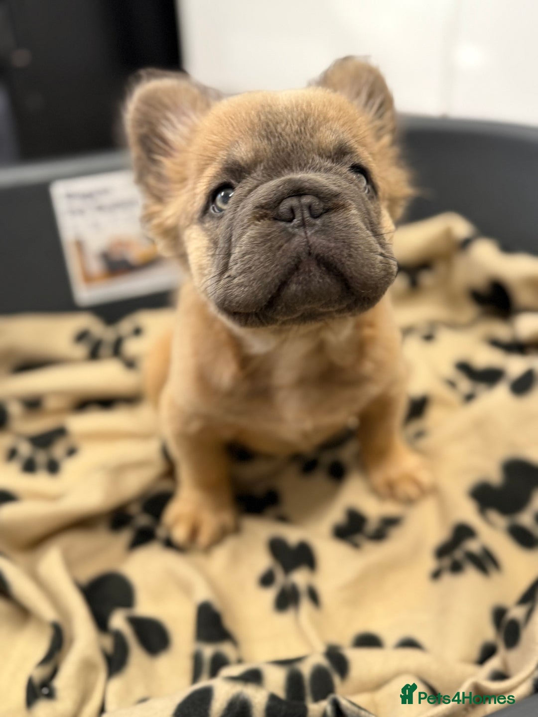 French Bulldog dogs for sale: Visual fluffy French bulldog puppies! - Image 8