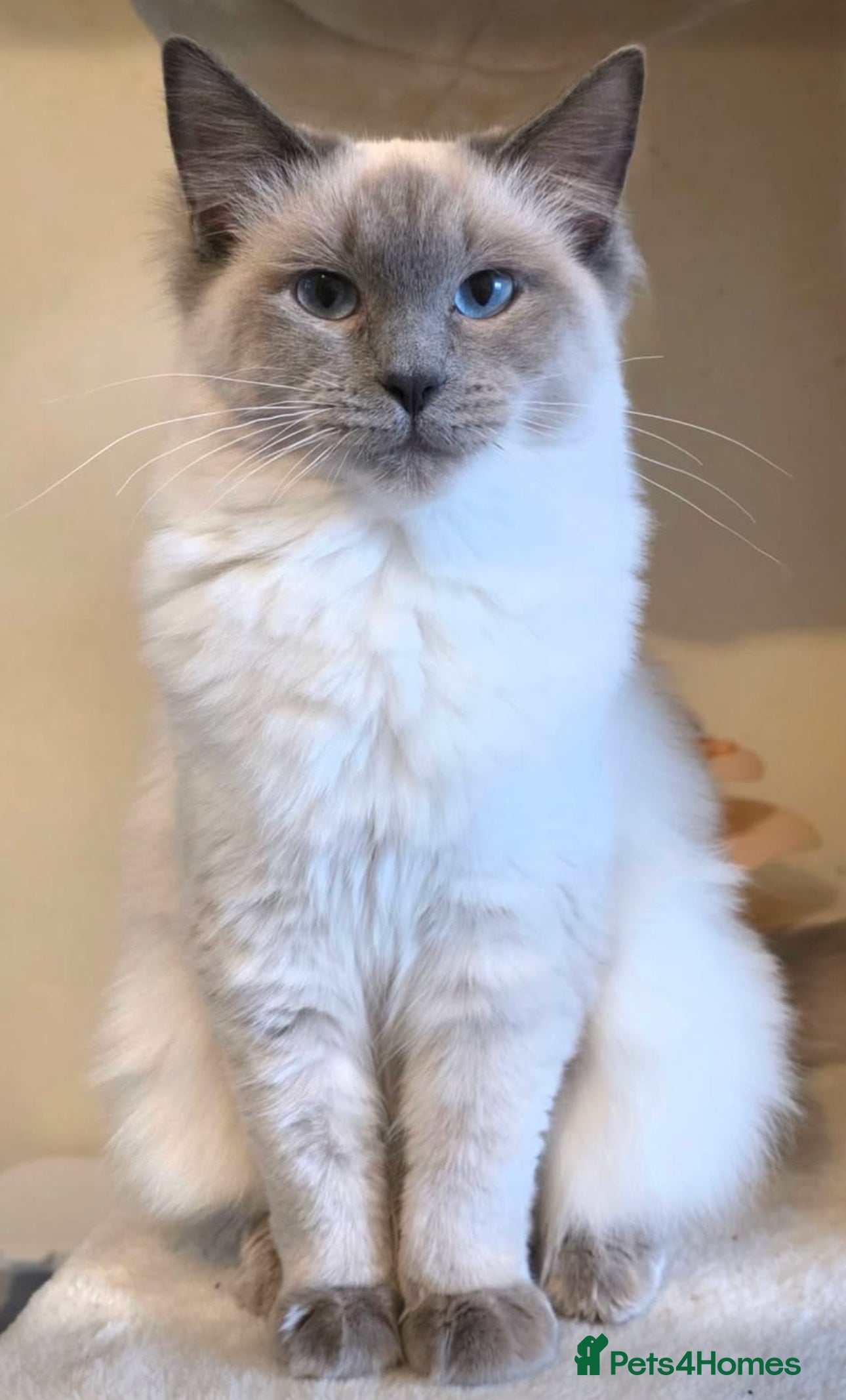 Ragdoll cats Our Queen Vickys Goregous Second Litter in Liverpool - Advert 1