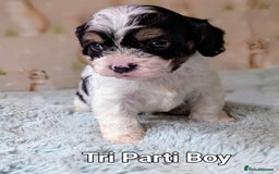 Cavapoo dogs for sale: Stunning CAVAPOO pups, DNA health tested parents - Image 7