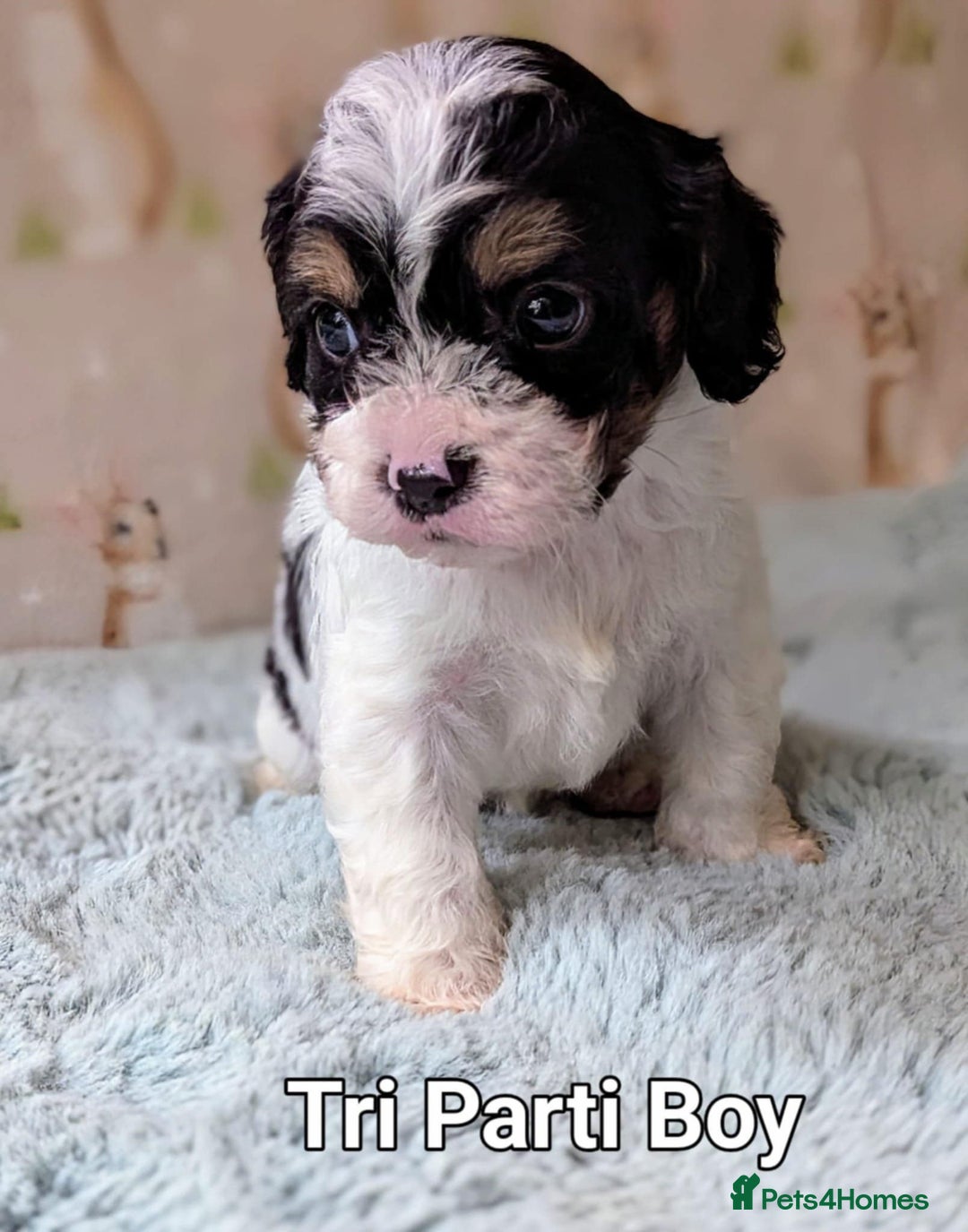 Cavapoo dogs for sale: Stunning CAVAPOO pups, DNA health tested parents - Image 7