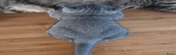 British Shorthair cats for sale: British shorthair kittens - Advert 11