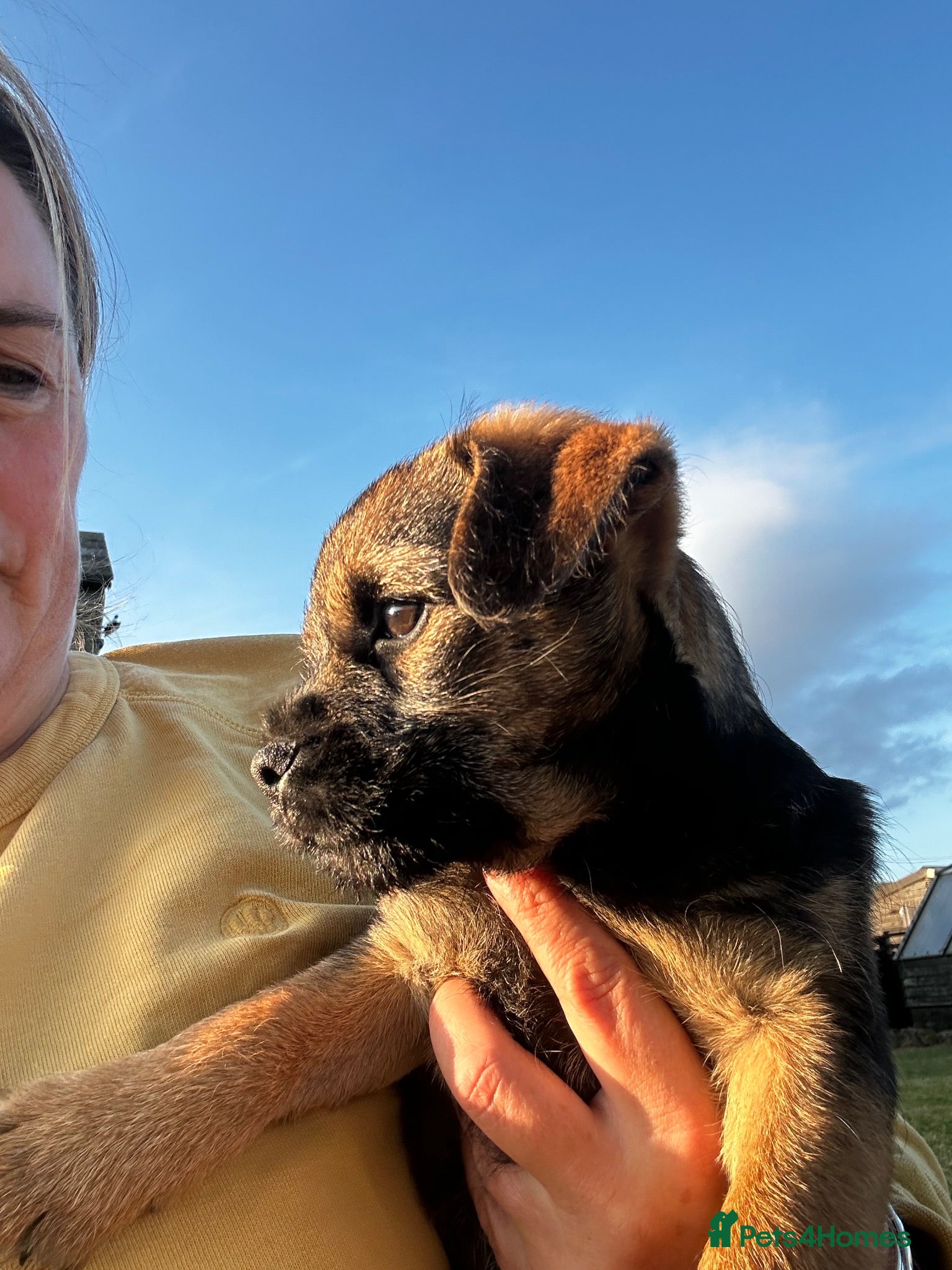 Border Terrier dogs Border Terrier Puppies  - Advert 4