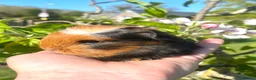 Guinea Pig rodents for sale: Guinea Pig Looking for their forever homes  - Advert 29