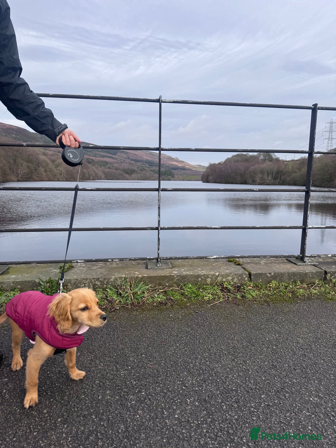 Cockapoo dogs for sale: Cockapoo Puppy Girl - Advert 4