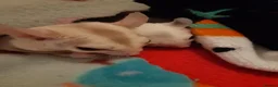 Sugar Glider rodents for sale: Sugar gliders in Salford - Advert 22