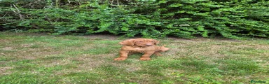 Hungarian Vizsla 2