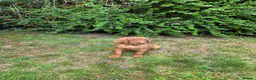 Hungarian Vizsla dogs for sale: KC registered Hungarian vizsla pups - Advert 3