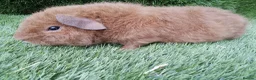 Guinea Pig rodents for sale: Rex guinea pigs  - Advert 9