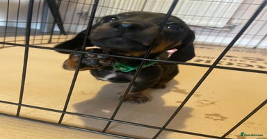 Dachshund dogs - Advert 3