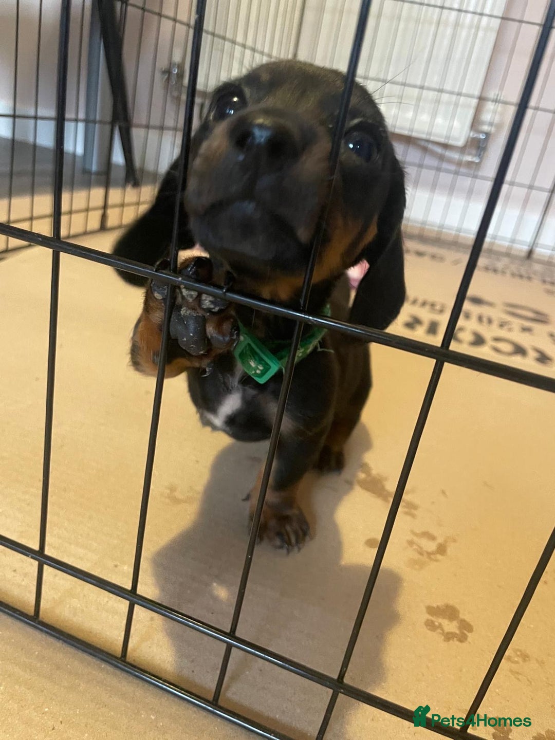 Dachshund dogs for sale: *** 4 puppies ready to go **  - Image 4