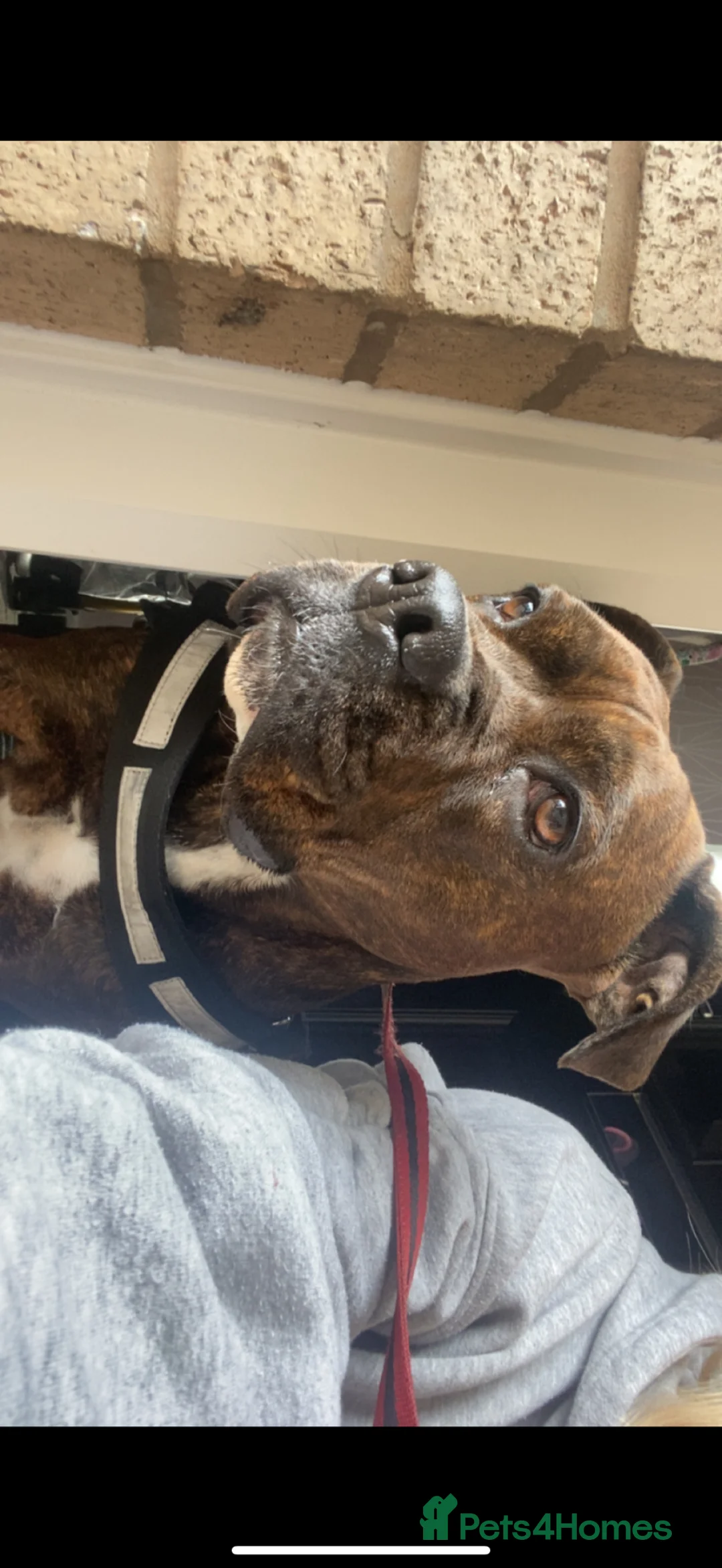 Mixed Breed dogs for sale: Roxy Cane corso cross staffy - Advert 2