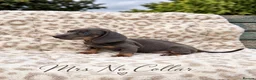 Miniature Dachshund dogs for sale: Blue and tan and Black and Tan Dachshund - Advert 9