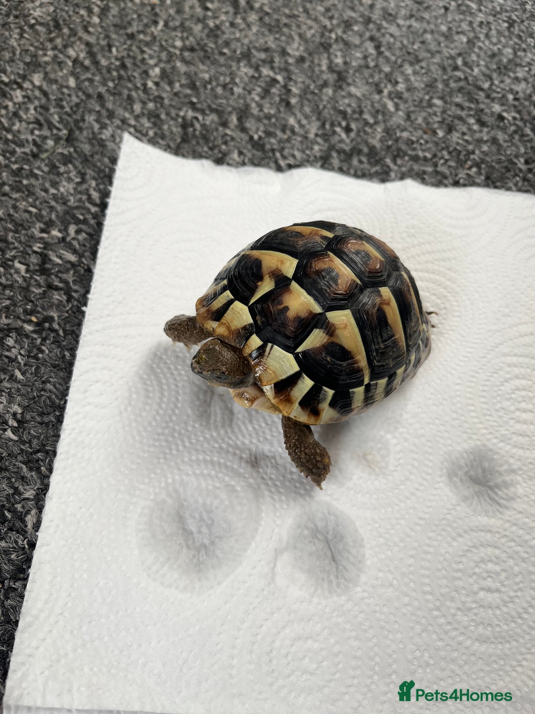 Hermann Tortoise reptiles for sale: Herman’s tortoise - Advert 2