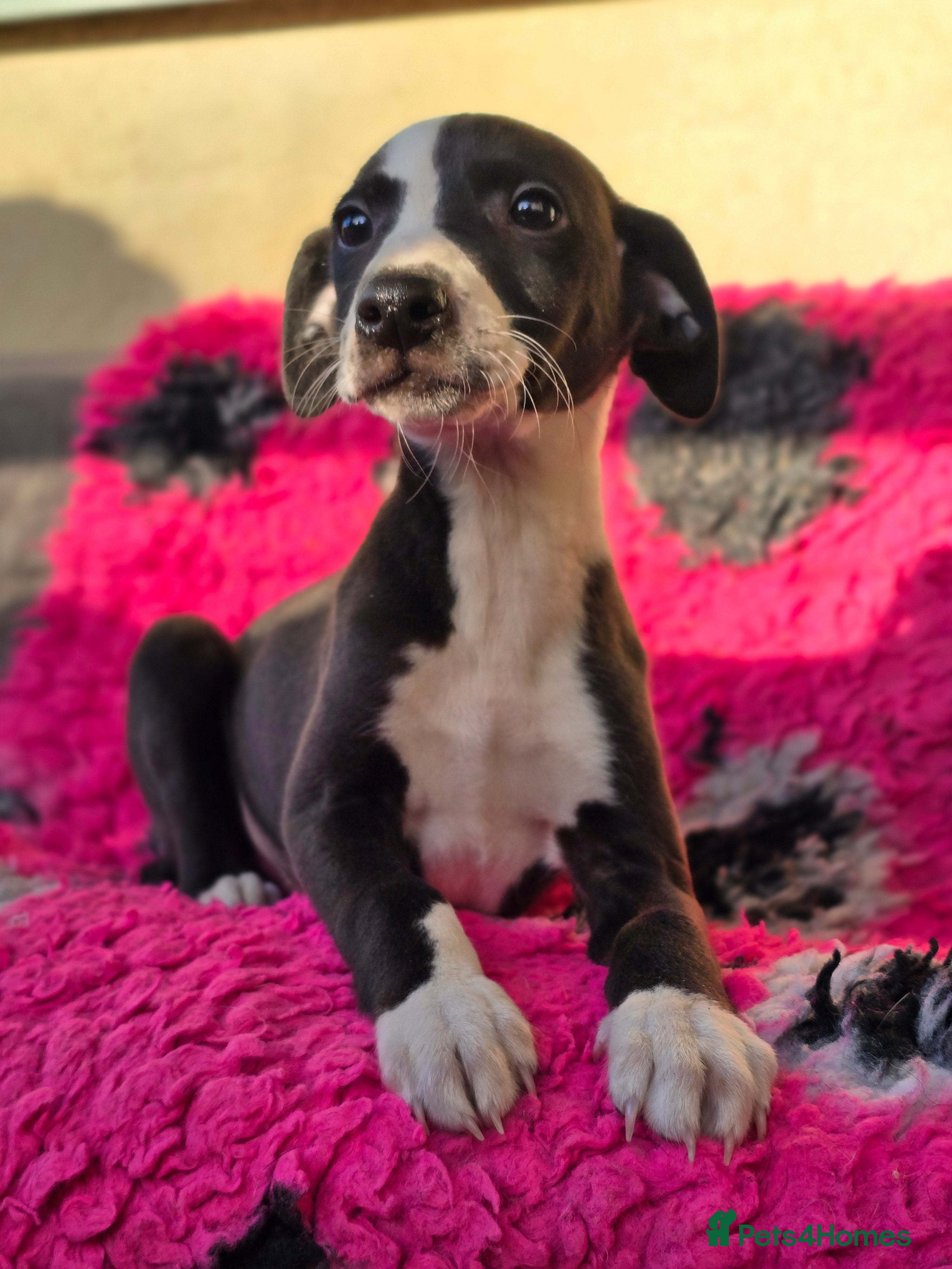 Whippet dogs Whippet litter.  One male left (badger) - Advert 12