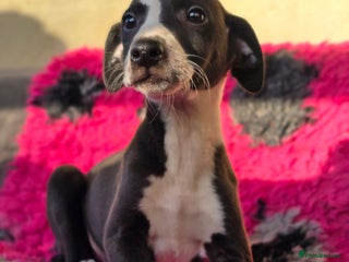 Whippet dogs Whippet litter. One male left (badger) - Advert 12